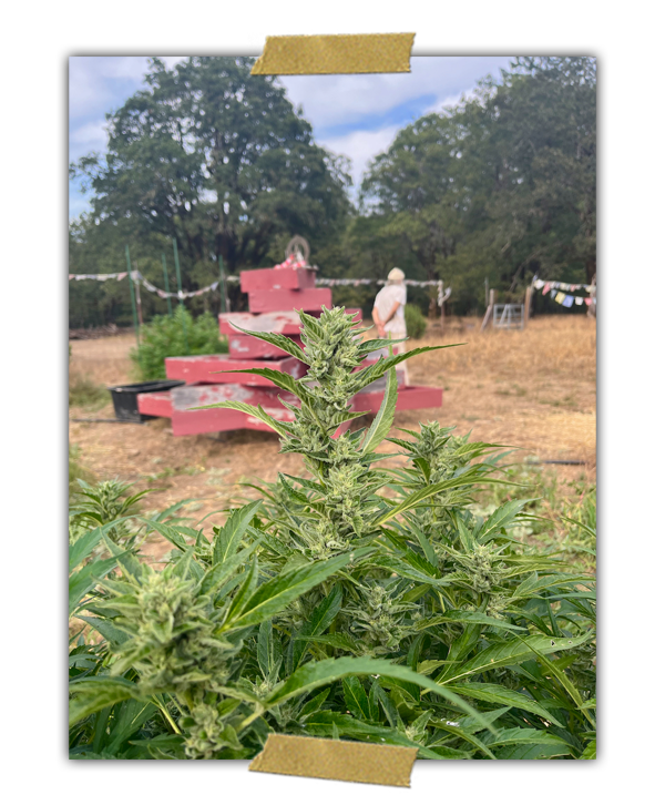 Swami in the garden 2022